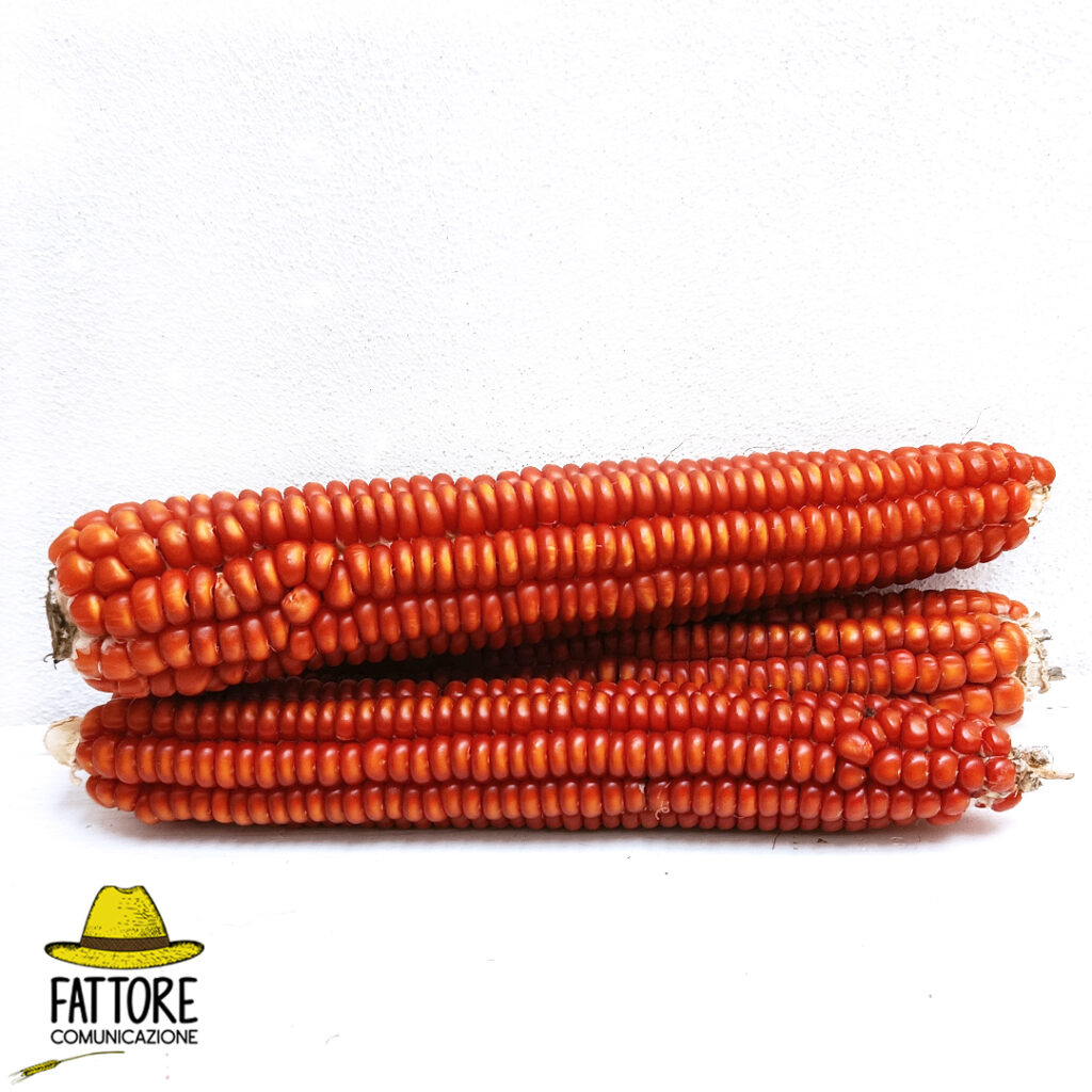 corn